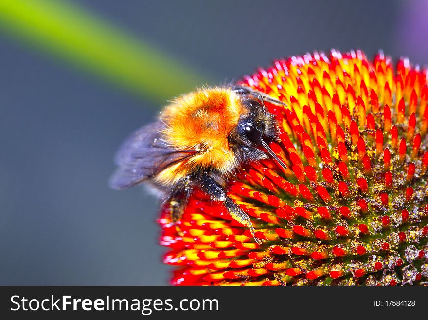 Bee summer flowers insects nature tropical