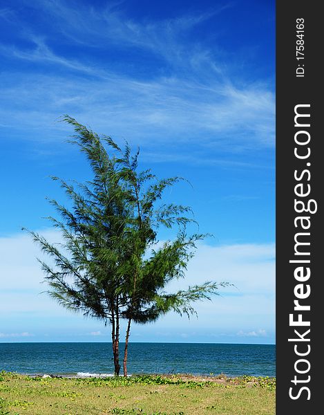 Alone pine tree stand on the beach with scenic blue sky. Alone pine tree stand on the beach with scenic blue sky