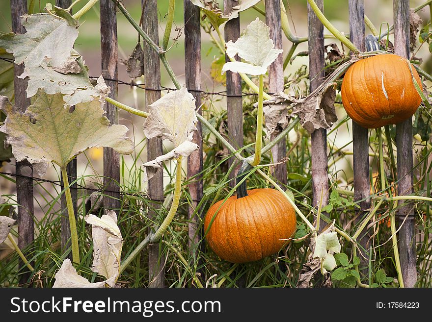 Two pumpkins being grown in a farm. Two pumpkins being grown in a farm
