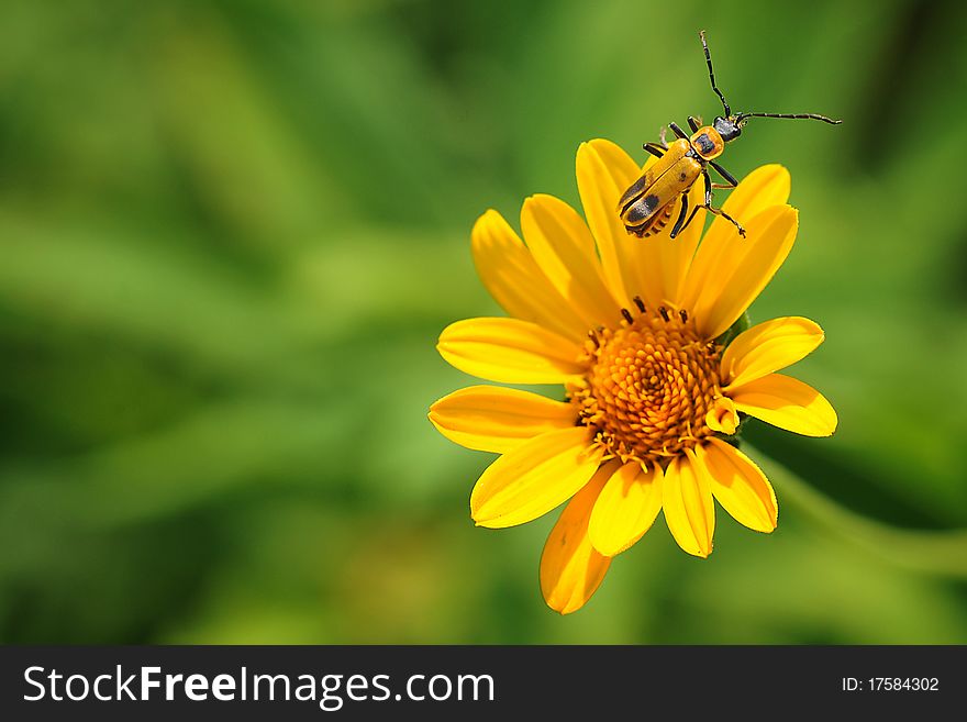 A macro closeup picture of a soldier bug on a flower in the summer