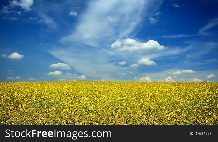 The yellow field with oil plant. The yellow field with oil plant