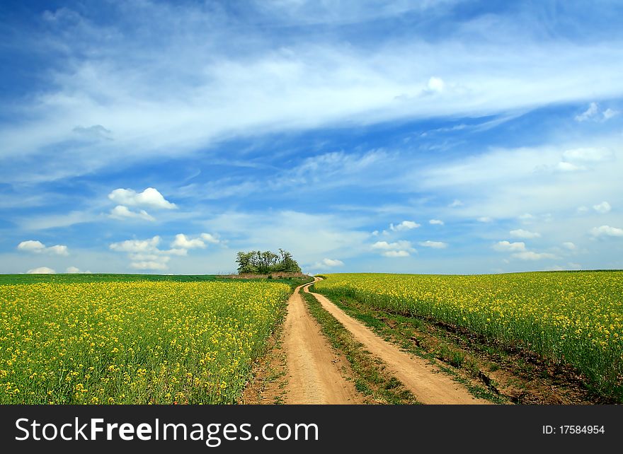 The yellow field with oil plant. The yellow field with oil plant