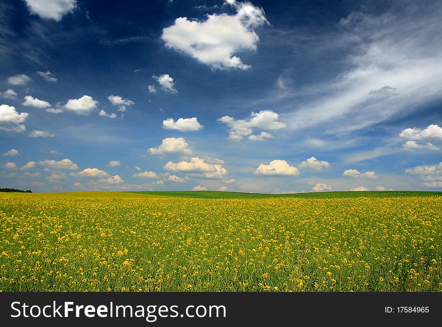 The yellow field with oil plant. The yellow field with oil plant