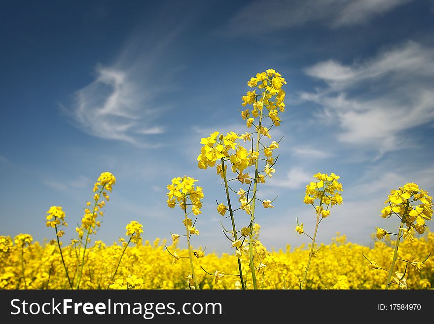 The yellow field with oil plant. The yellow field with oil plant