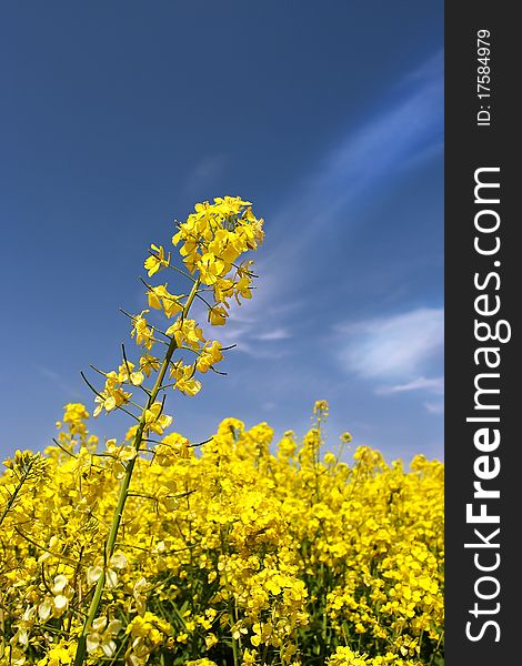 The yellow field with oil plant. The yellow field with oil plant