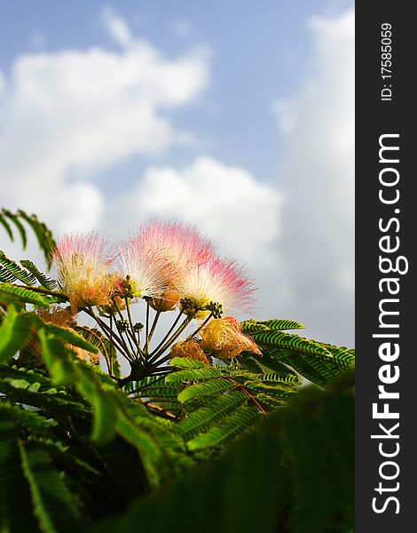 Flowers of acacia, Albizzia julibrissin.