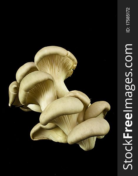 Fresh mushrooms on a black background