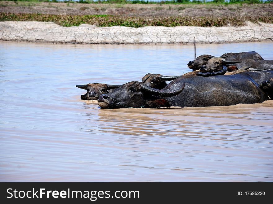 Some water buffalo (Bubalus bubalis) on water