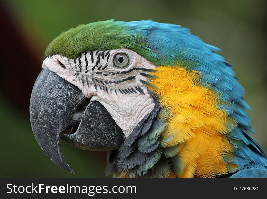 The blue and golden Macaw close up