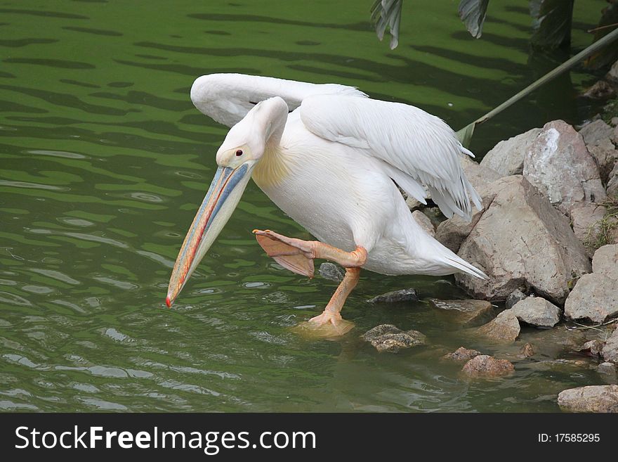 A Pelican enters the river