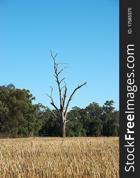 A dead gum tree in a field of stubble. A dead gum tree in a field of stubble