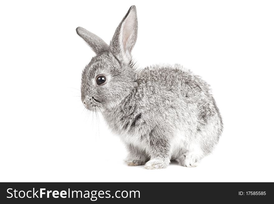 Adorable Rabbit On White Background