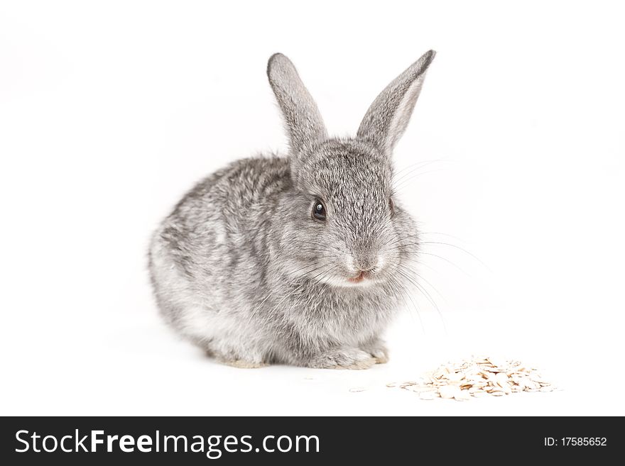 Adorable rabbit on white background