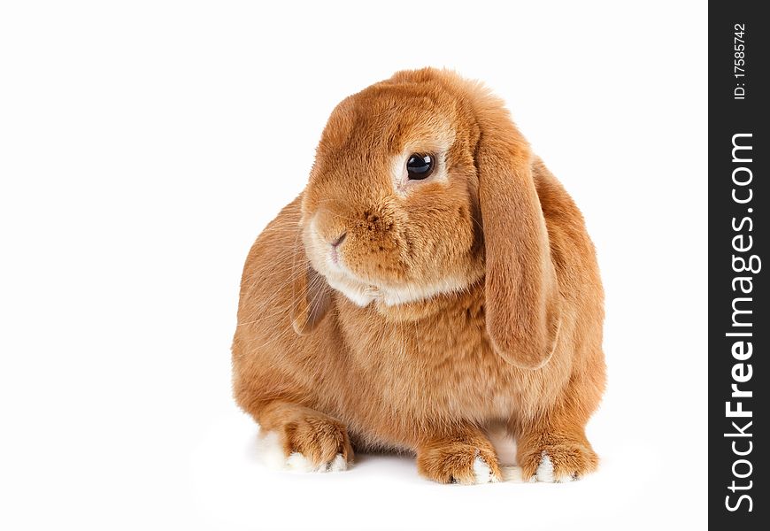 Rabbit Ram breed, red color, isolated on white background. Rabbit Ram breed, red color, isolated on white background.