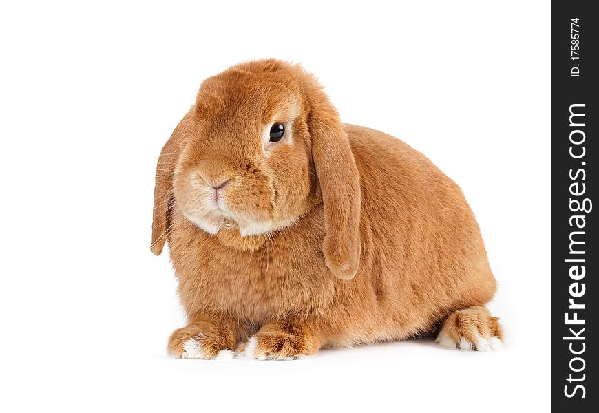 Rabbit Ram breed, red color, isolated on white background. Rabbit Ram breed, red color, isolated on white background.