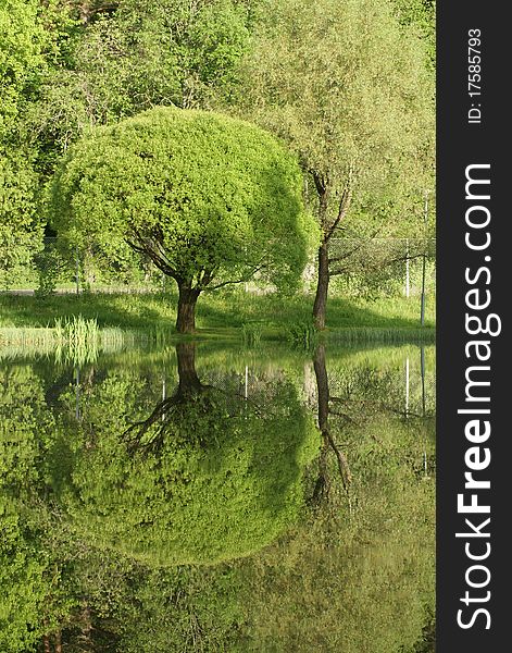 Early summer reflections on a pond