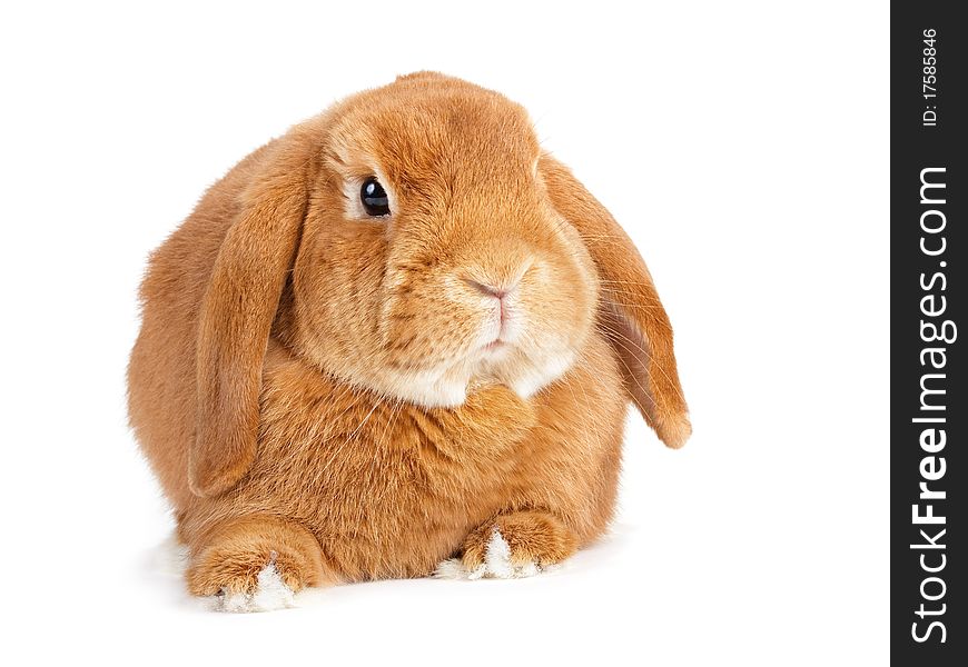 Rabbit Ram breed, red color, isolated on white background. Rabbit Ram breed, red color, isolated on white background.