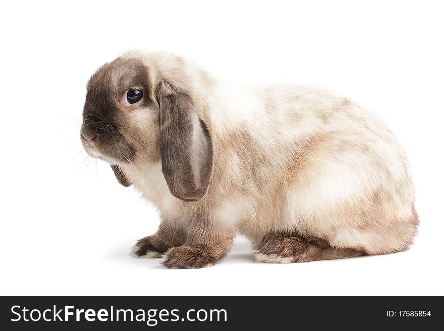 Rabbit Ram breed, siamese color. Isolated on white background. Rabbit Ram breed, siamese color. Isolated on white background.