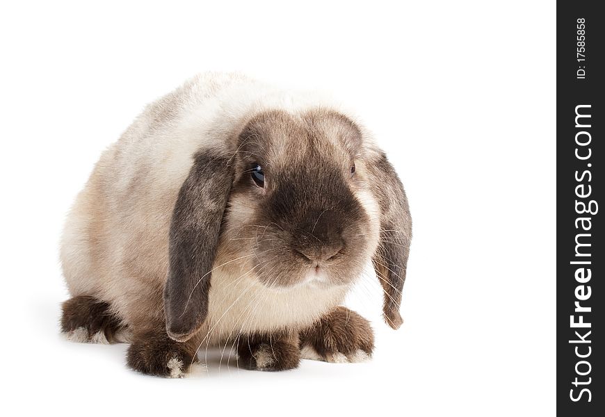 Rabbit Ram breed, siamese color. Isolated on white background. Rabbit Ram breed, siamese color. Isolated on white background.