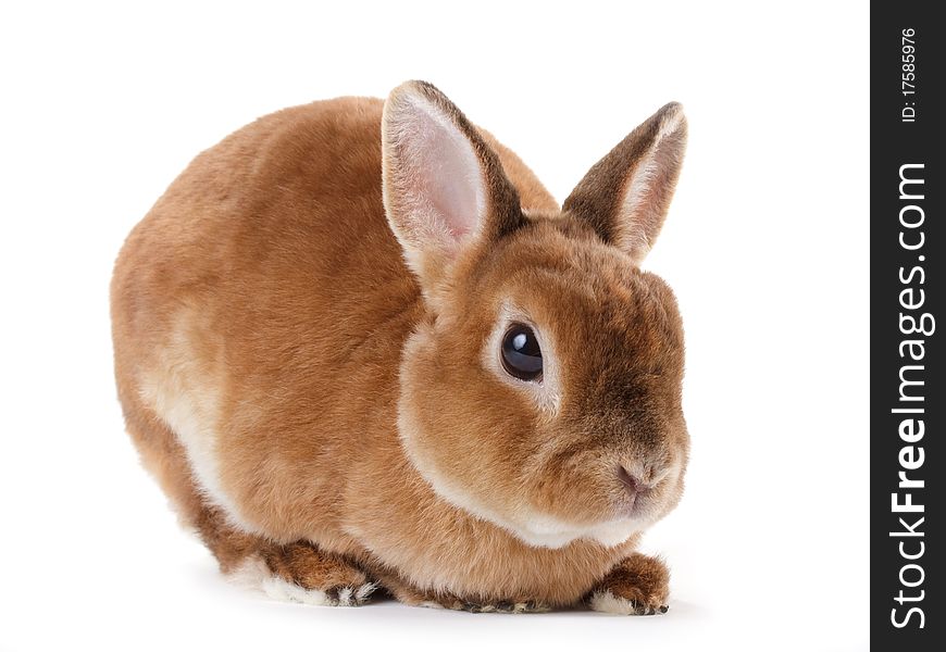 Rabbit Rex breed, red color, isolated on white background. Rabbit Rex breed, red color, isolated on white background.