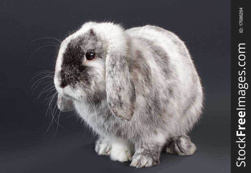 Rabbit baby Ram breed, on black background. Not isolated. Rabbit baby Ram breed, on black background. Not isolated.