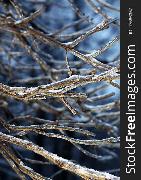 Branches In Ice