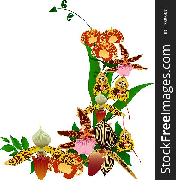 Bright orchid bouquet on white