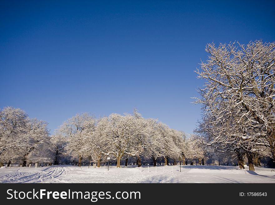 Freshly snow covered trees in morning time in park. Freshly snow covered trees in morning time in park