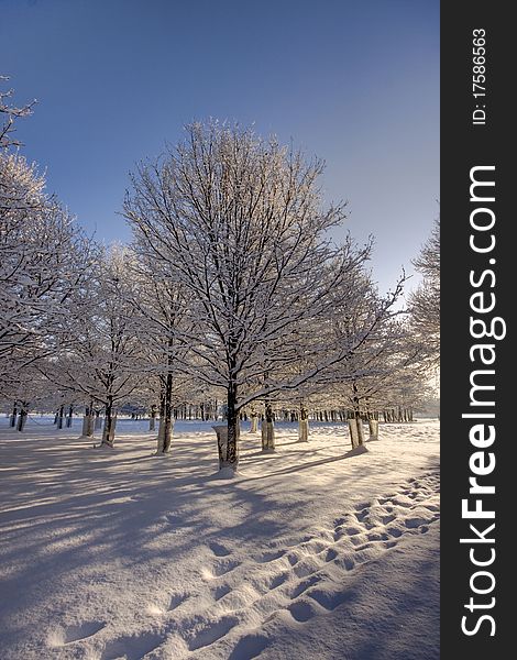 Fresh path in snow