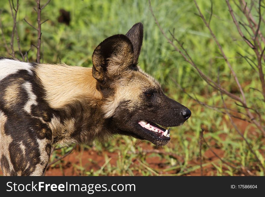 Profile image of a African Wild dog