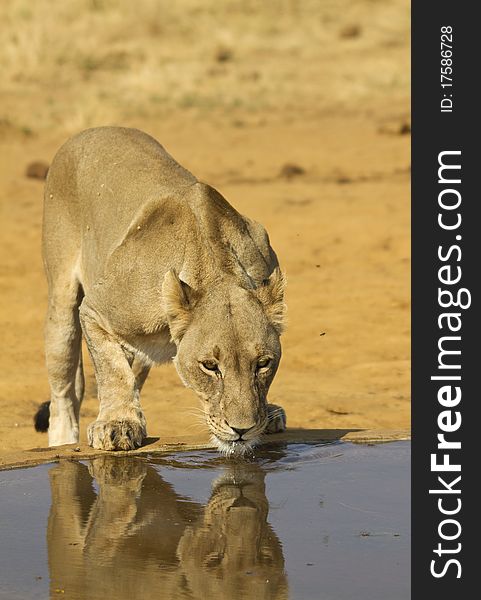 Lioness drinking in the mid day heat