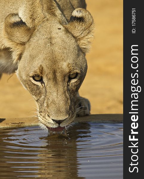 Close up shot of a female lion drinking. Close up shot of a female lion drinking