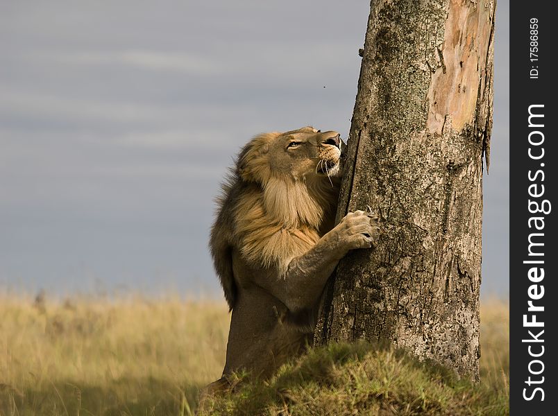Male lion clawing a tree