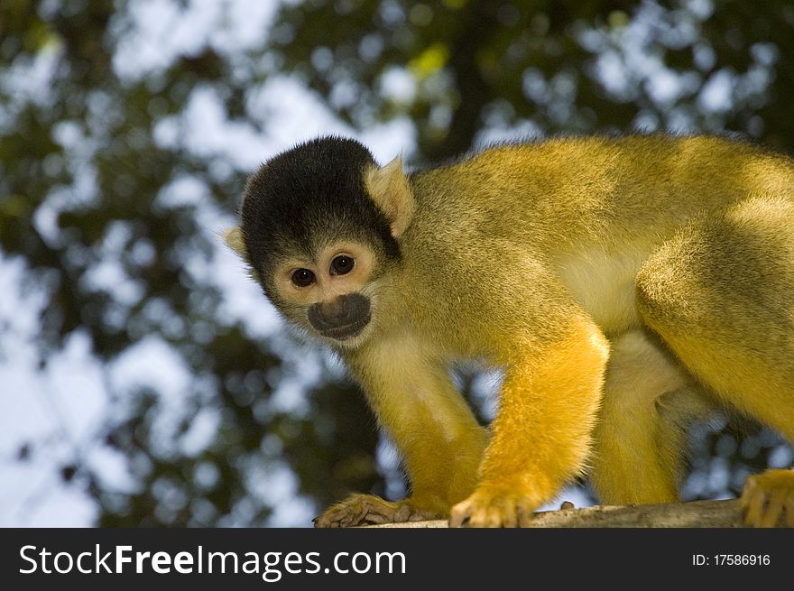 A small and playfull South-American monkey. A small and playfull South-American monkey