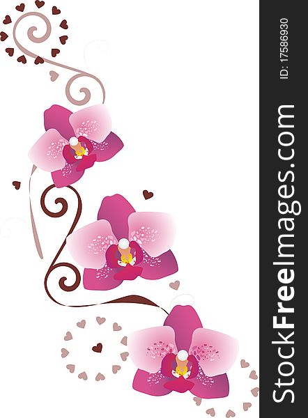 Pink orchid pattern isolated on white