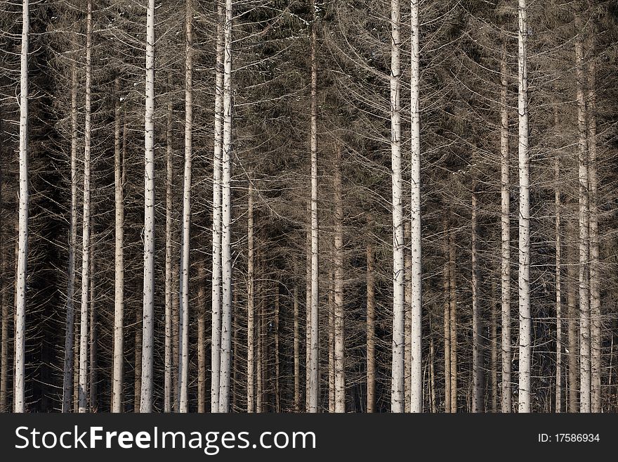 Close up of pine trees