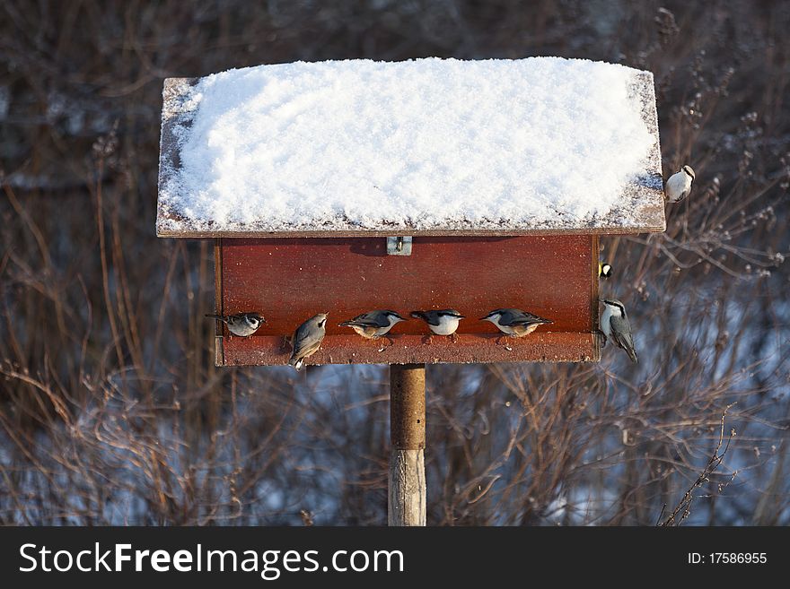 Birdtable at wintertime with birds eating