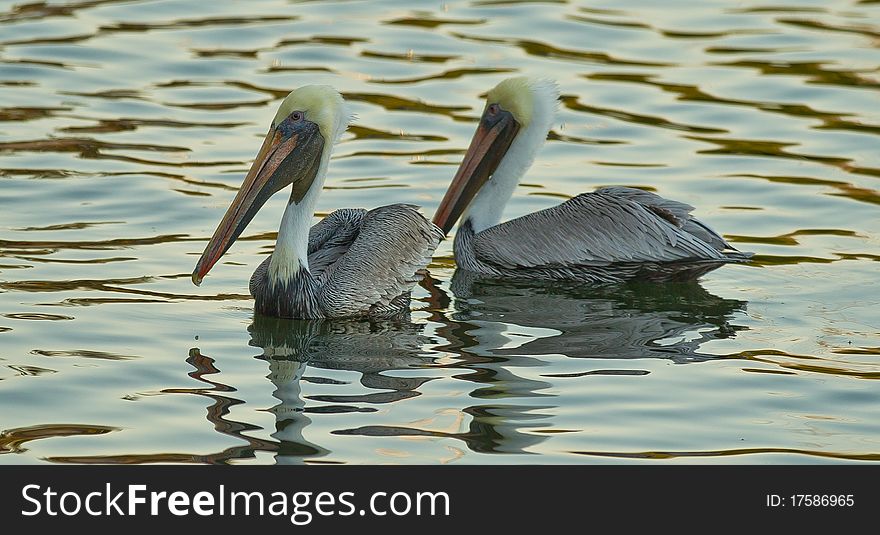 Brown Pelicans in Tarpon Springs, Florida