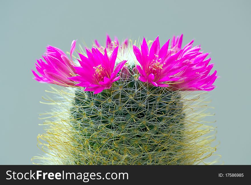 Cactus with blossoms on a dark background (Mammillaria).An image with shallow depth of field. Cactus with blossoms on a dark background (Mammillaria).An image with shallow depth of field.