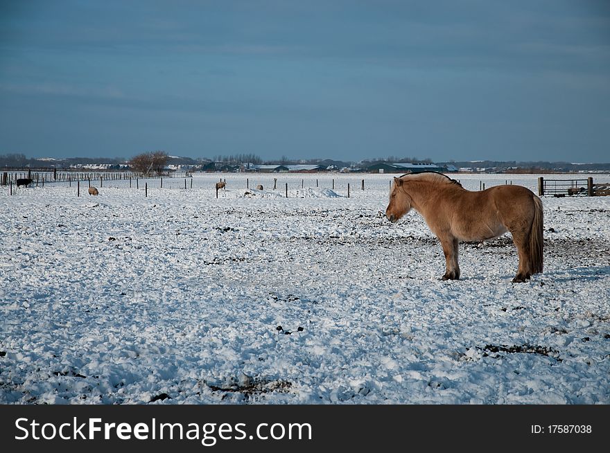 A horse stands in snowy meadow in Heiloo, The Netherlands. A horse stands in snowy meadow in Heiloo, The Netherlands.