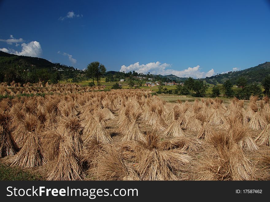 Asian Fields