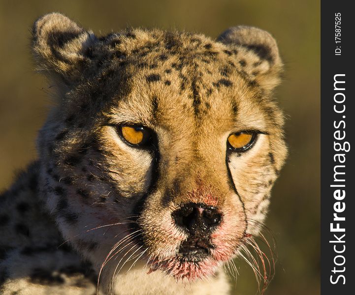 Cheetah with a bloody face after feeding. Cheetah with a bloody face after feeding