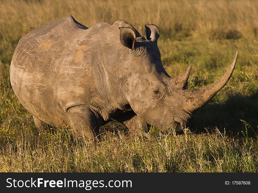 White Rhino on the open plains