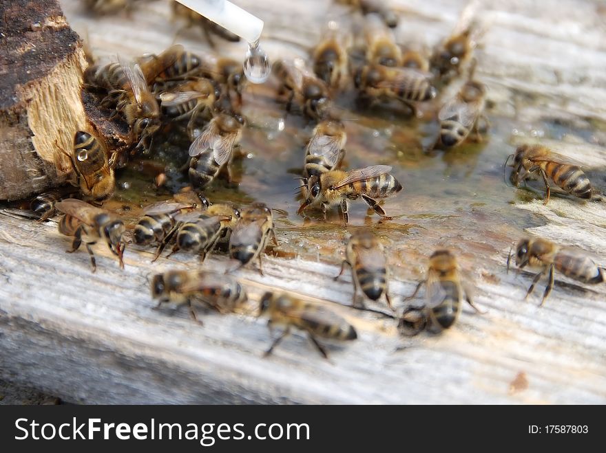 With greed bees collect water to bring it to the hive. it is necessary for them