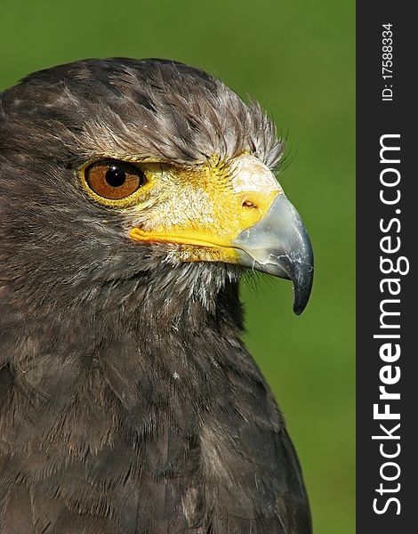 Portrait of an eagle, staring at a possible prey. Portrait of an eagle, staring at a possible prey