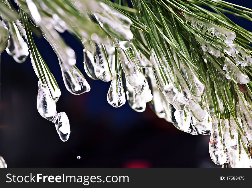 Fir needle in the ice as a winter background