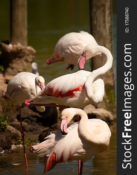 Group Of Pink Flamingo S