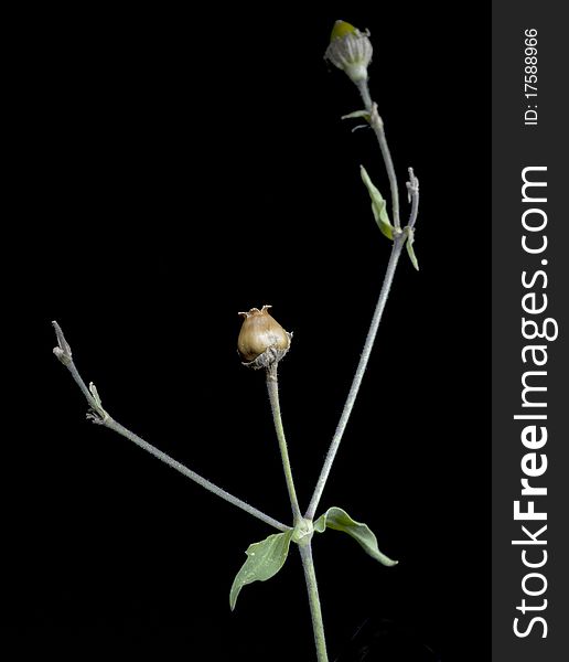 photo of a faded flower against a black background