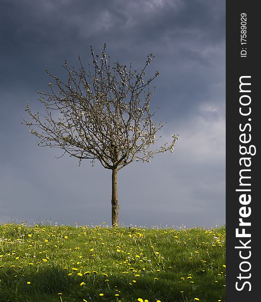 Lonely tree in blossom with dark clouds in the background. Lonely tree in blossom with dark clouds in the background