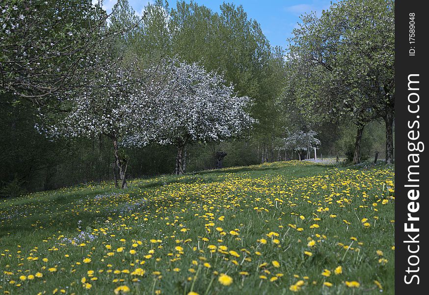 Tree in blossom in Dandelion field. Tree in blossom in Dandelion field